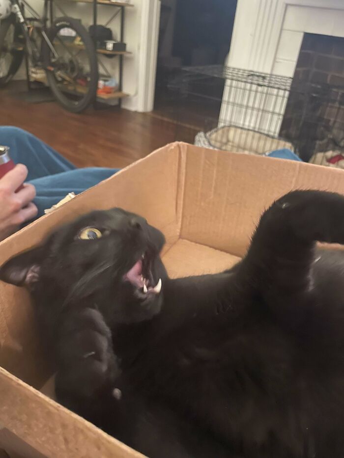 Black cat making a funny face while lying in a cardboard box, capturing a moment that made its owner laugh.