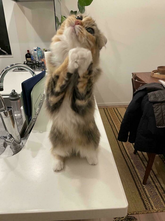 Cat standing on a kitchen counter with paws together, showcasing one of the funniest moments cats made their owners laugh.