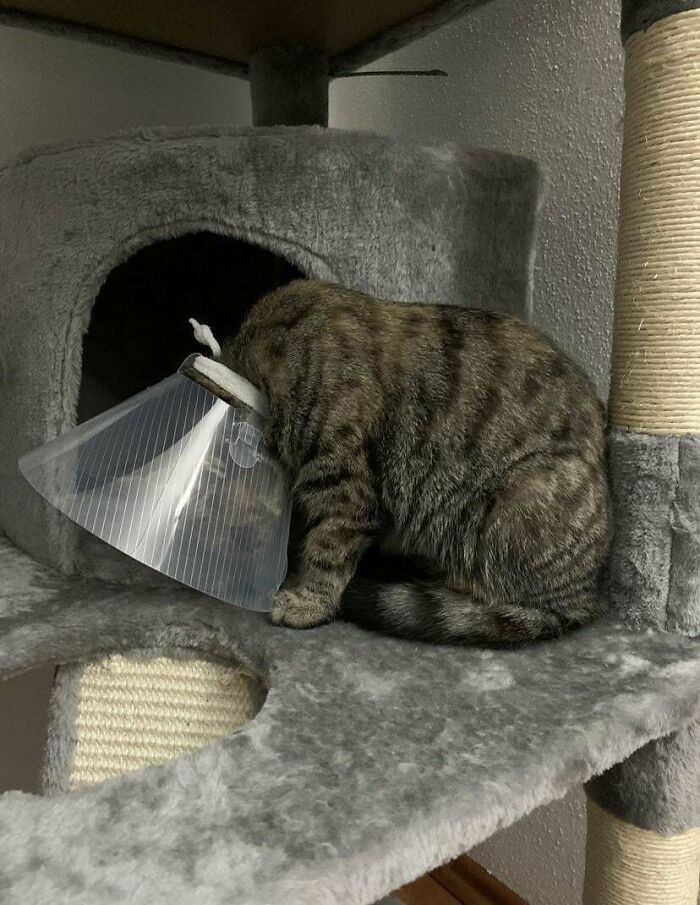 Tabby cat wearing a protective cone, sitting on a gray cat tree, showcasing funny moments cats make their owners laugh.