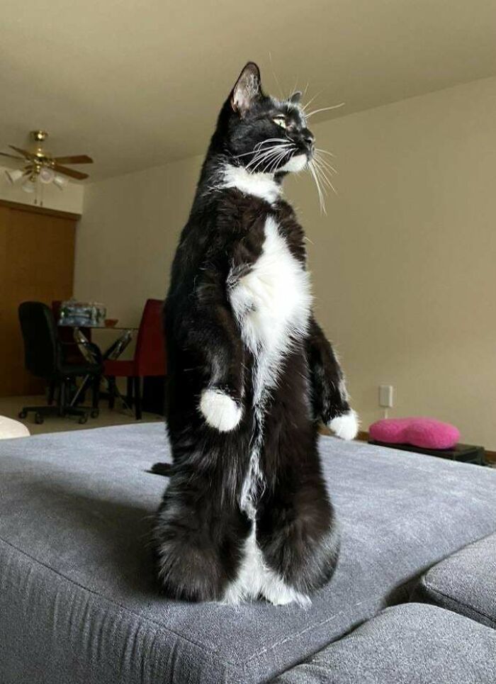 Black and white cat standing on hind legs on a couch, showcasing a humorous moment that made its owner laugh.