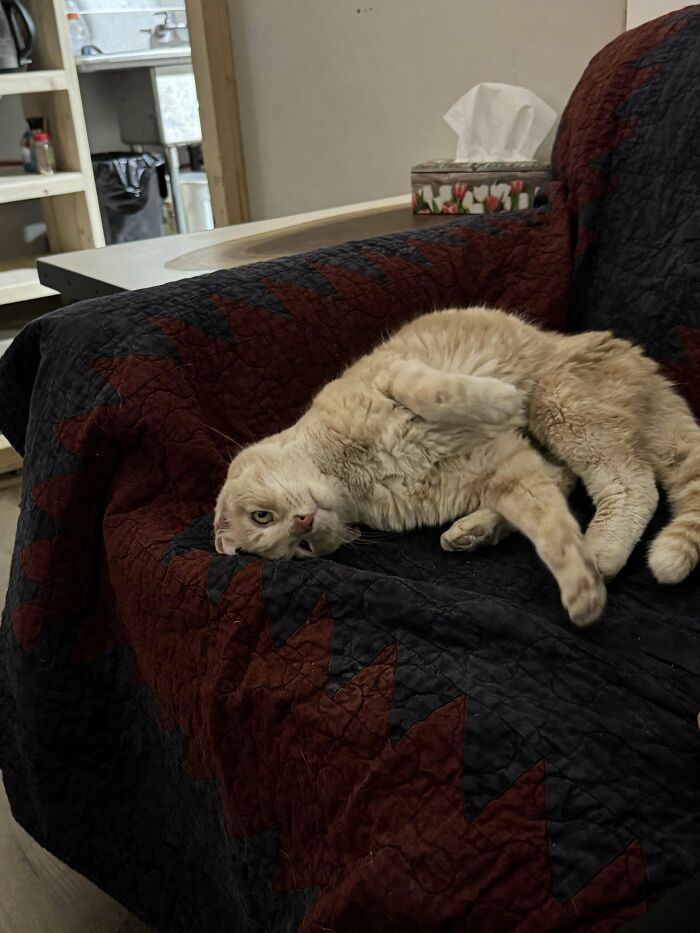 Light orange cat lying on a quilted couch cover, showing a funny relaxed pose that made owners laugh and share online.