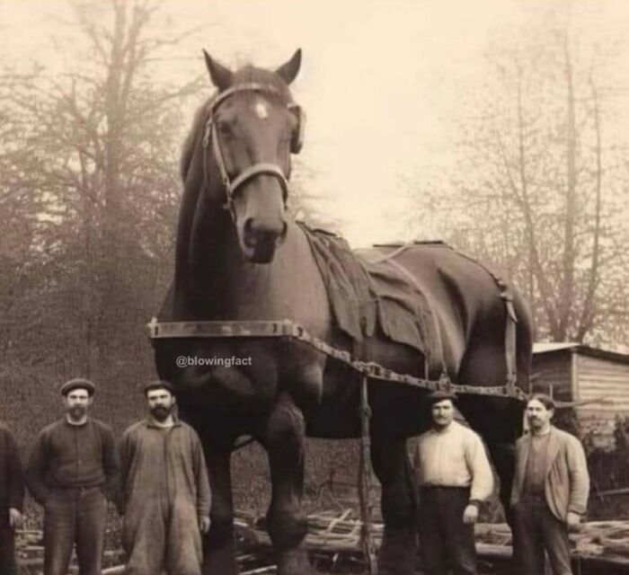 A giant horse standing with four men around it in a vintage outdoor setting showing a scary fact about size.