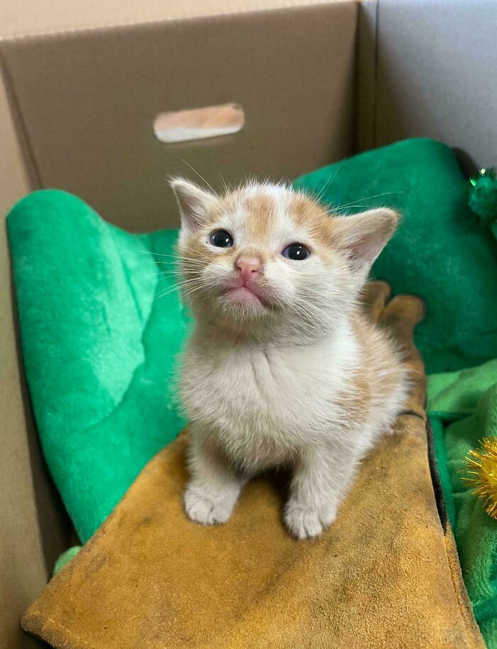 Adorable kitten sitting in a cozy box, showcasing one of the many times cats made their owners laugh online.