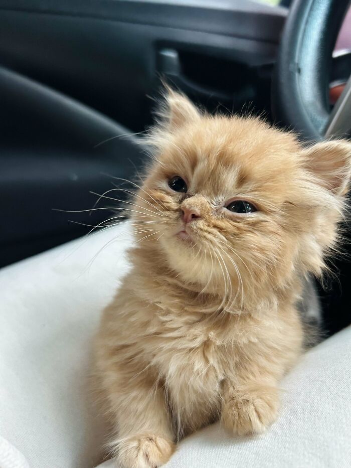 Fluffy orange kitten with expressive eyes sitting in a car, capturing a moment that made owners laugh online.