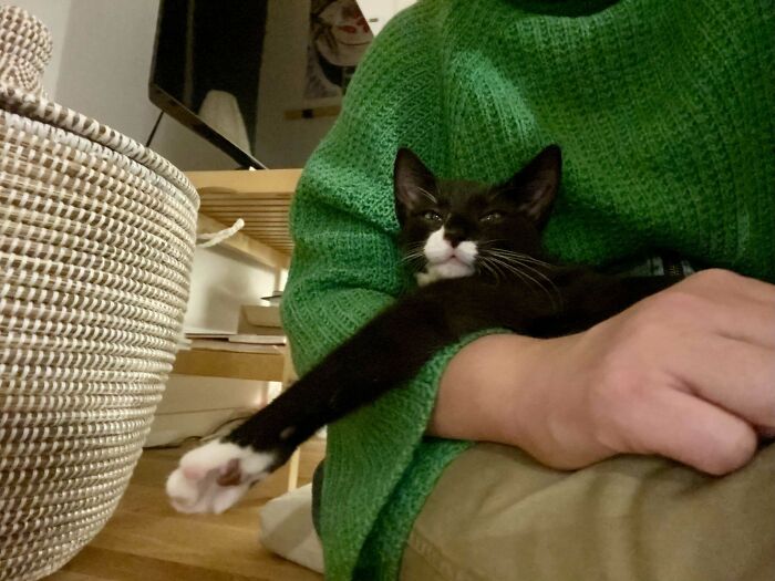 Tuxedo cat stretching its paw while comfortably resting on owner's arm wearing a green sweater indoors.