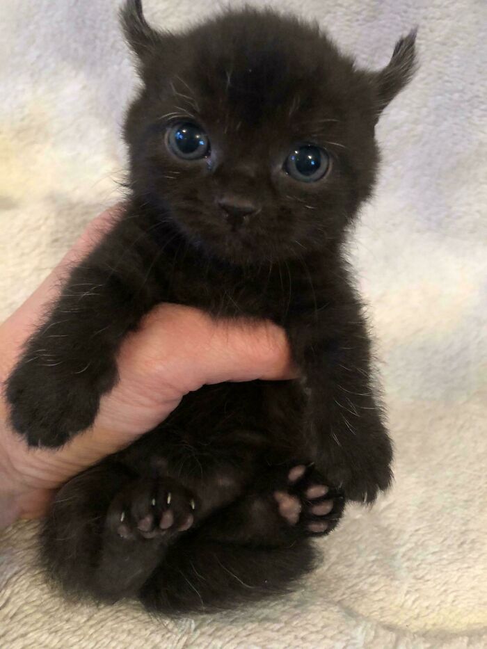 Adorable black kitten with big blue eyes being held gently, one of the cats that made owners laugh online.