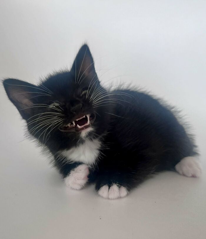 Black and white kitten making a funny face with mouth open, showing small teeth, capturing cats making owners laugh.