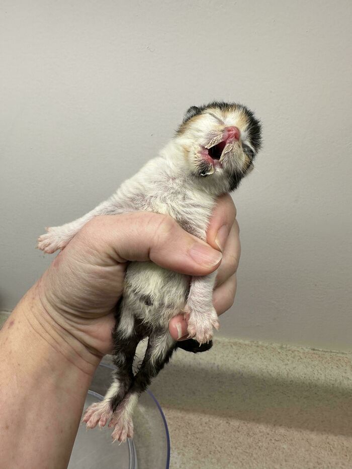 Newborn kitten held in hand with mouth open, a funny moment that made cat owners laugh and share online.