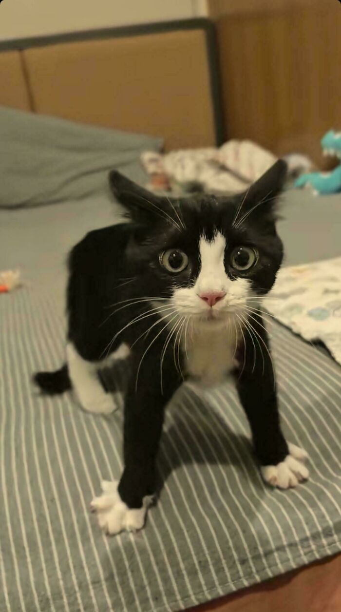 Black and white cat with wide eyes standing on bed, one paw raised, capturing a funny moment cats made owners laugh online
