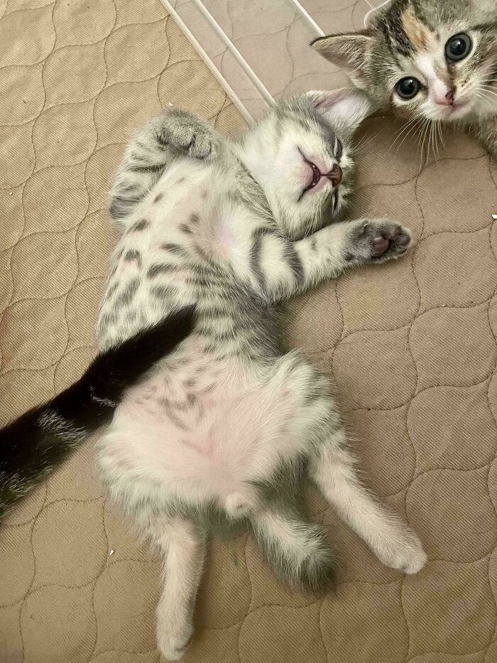 Two cats on a quilted surface, one kitten lying on its back looking relaxed, the other kitten curiously peeking in.