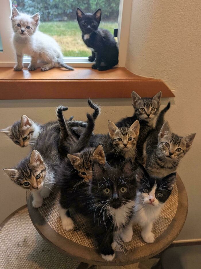 Eight playful kittens sitting indoors near a window, capturing funny moments of cats making owners laugh online.