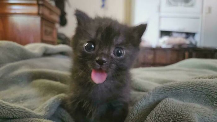 Small black kitten with tongue out on a soft blanket, one of the funniest cats that made their owners laugh online.