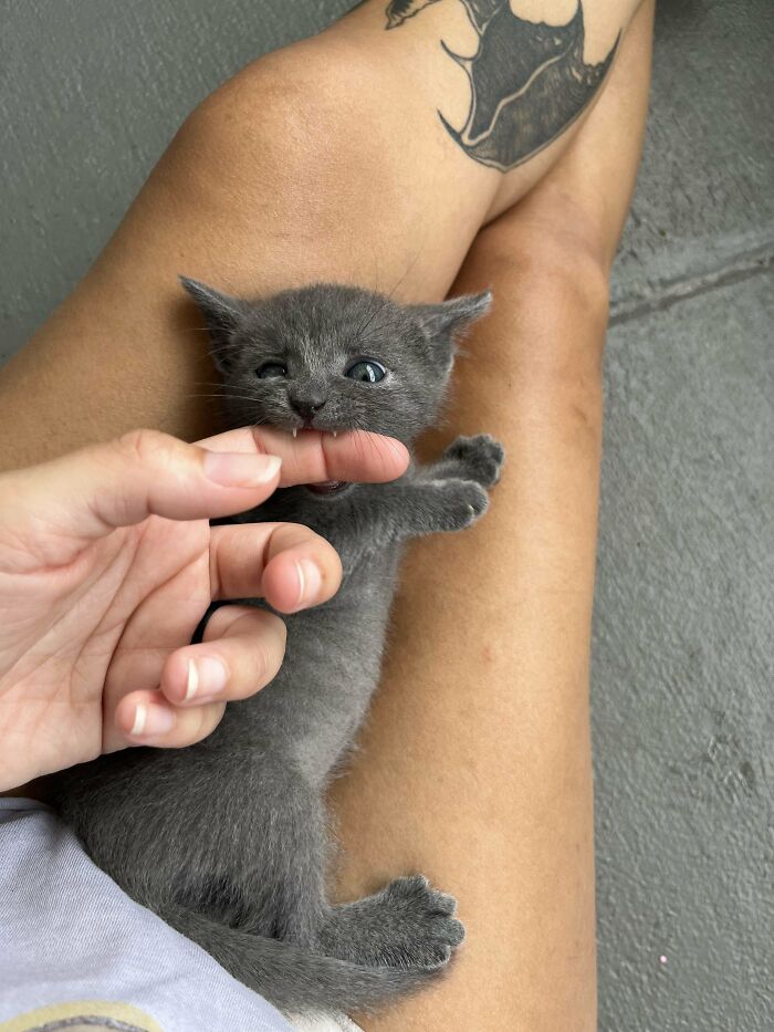 Gray kitten playfully biting owner's finger while lying on their tattooed leg, showcasing funny cat moments online.