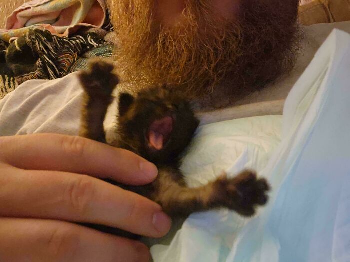 Tiny kitten yawning in owner's hand, one of the many times cats made their owners laugh and share pics online.