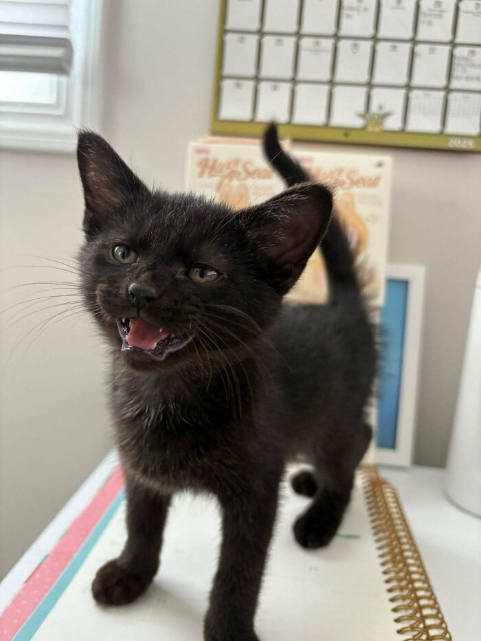 Black kitten standing on a desk with an open mouth, capturing a funny moment that made its owner laugh online.