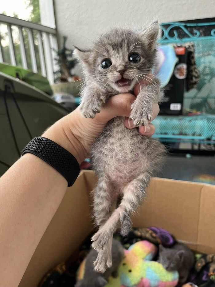 Tiny kitten with wide eyes being held above colorful blankets and other cats, capturing funny cat moments online.