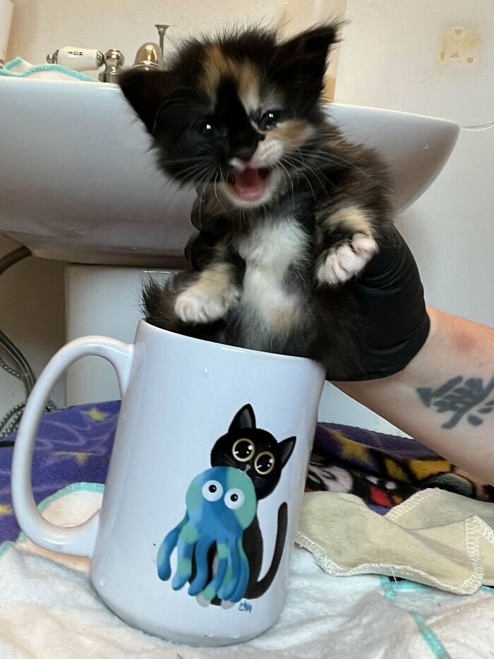 Calico kitten playfully sitting inside a coffee mug with a cartoon cat and octopus design, making owners laugh online.