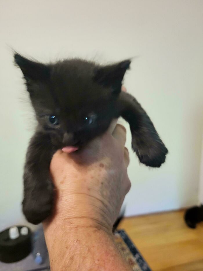 Small black kitten with tongue out held in the hand, one of the funny cats that made owners laugh and share pics online.
