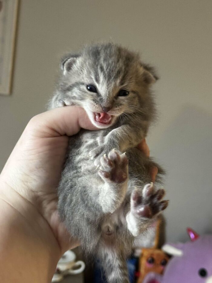 Playful gray kitten with mouth open being held gently, one of the funny cats that made their owners laugh and share pics online.