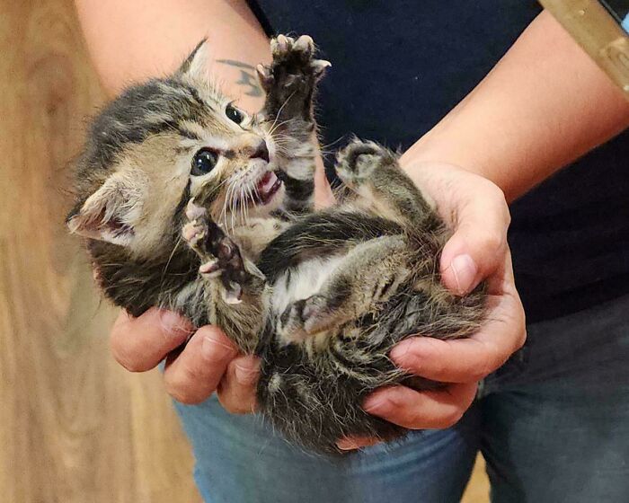 Tabby kitten playfully biting and clawing while being held, capturing a funny moment cats made their owners laugh.