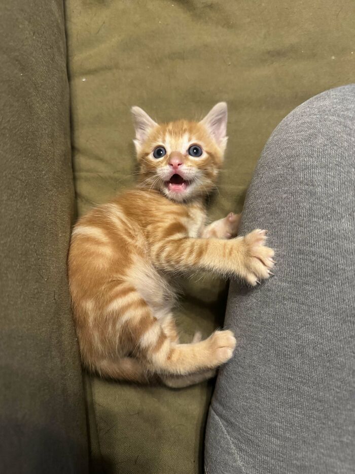 Playful orange tabby kitten with wide eyes grabbing a knee on a couch, showing cats making their owners laugh online.