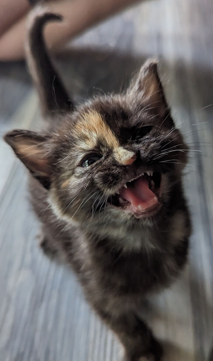 Playful kitten with mouth open showing tiny teeth, one eye slightly closed, capturing funny cat moment to share online.