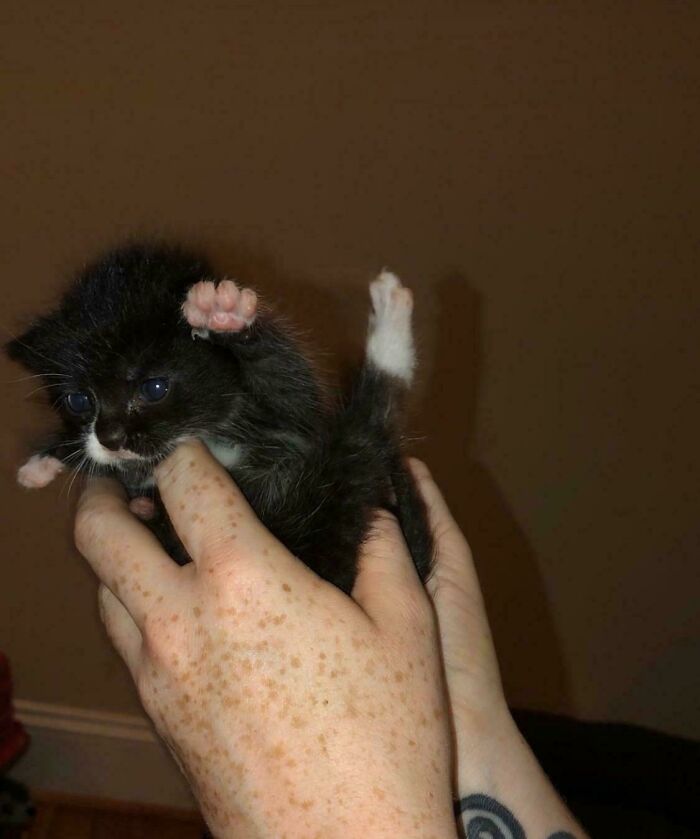 Tiny black and white kitten held in hands, one paw raised, showcasing a cute moment cats made their owners laugh online.