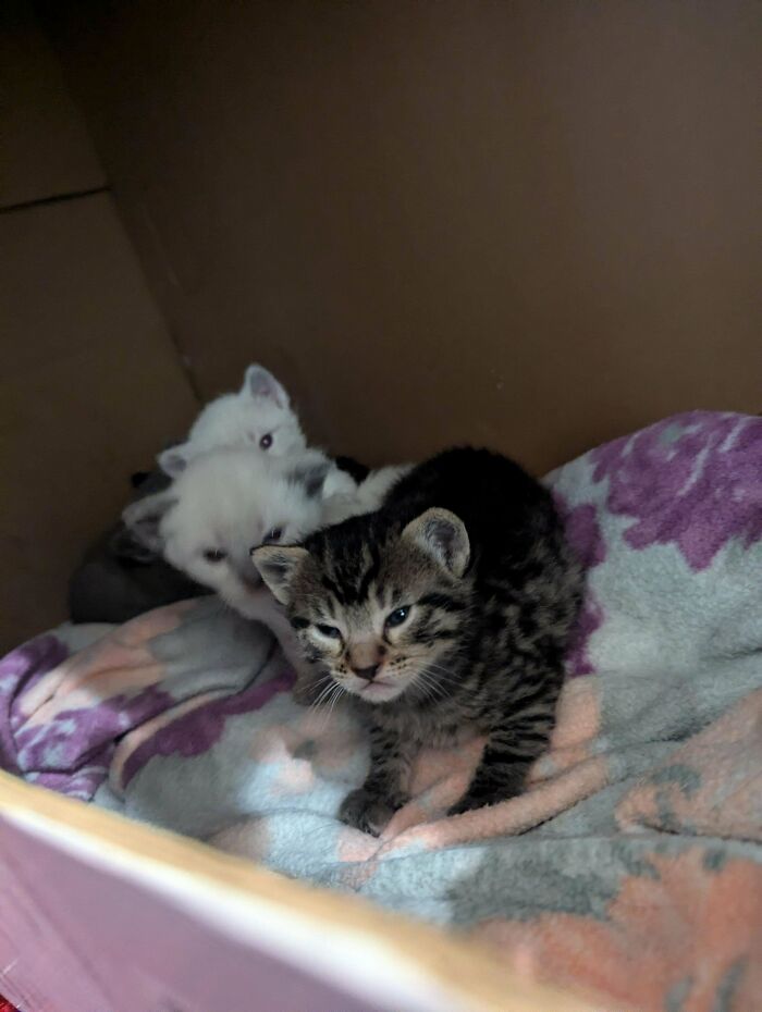 Tabby kitten and white puppies resting together on a colorful blanket, showcasing cats that made their owners laugh.