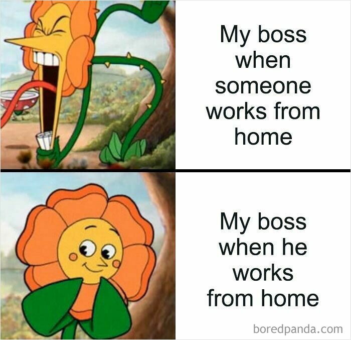 Cartoon flower showing irritation versus calm, depicting WFH memes about different work from home attitudes between bosses and employees.