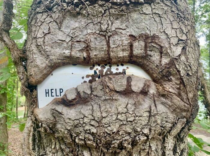 Tree bark growing around a metal sign with the word help, one of the creepy and terrifying things found in the forest.