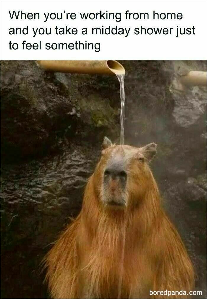 Capybara under a bamboo shower with text about working from home and taking a midday shower to feel something WFH memes.