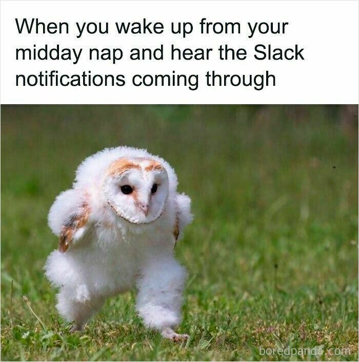 Young owl walking on grass with caption about waking up from a midday nap and hearing Slack notifications, funny WFH meme.