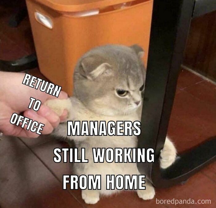 Gray cat refusing to return to office while still working from home, humorous work from home meme about managers.