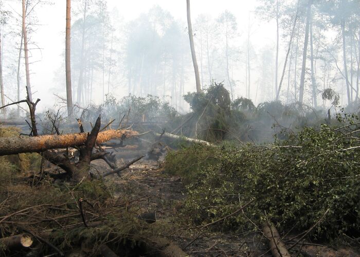 Smoky forest scene with fallen burnt trees and damaged foliage after one of the most catastrophic wildfires in recent history.