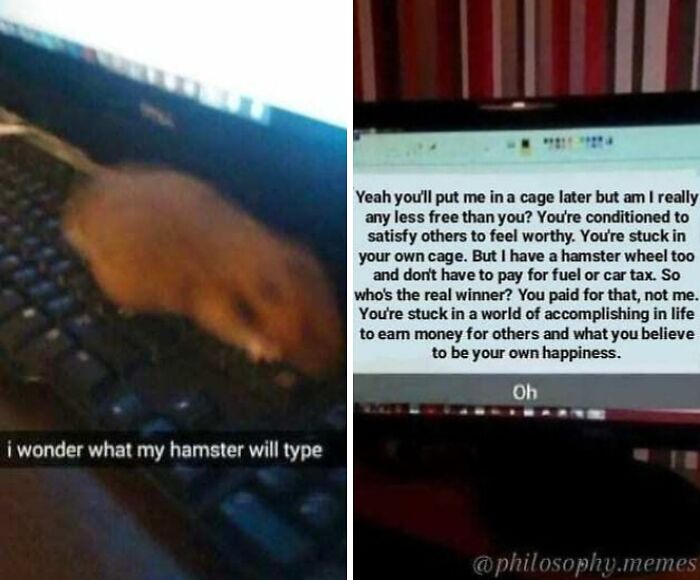 Blurry hamster typing on keyboard with philosophical text about freedom and happiness, featured in philosophical memes content.