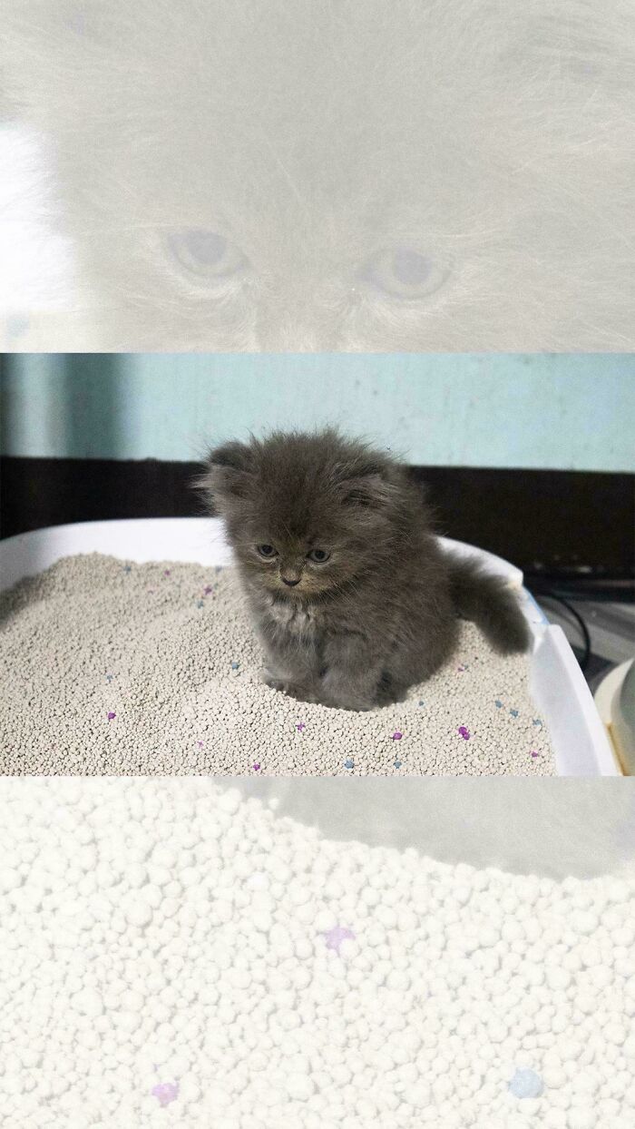 Fluffy gray kitten sitting in a litter box, capturing a funny moment that made its owner laugh to share online.