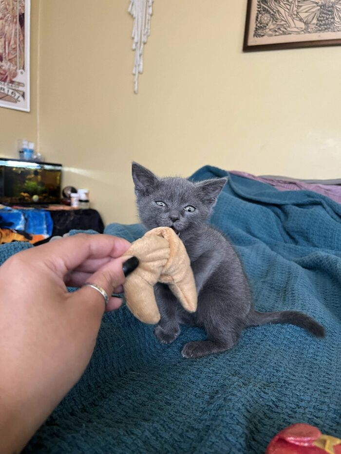 Gray kitten playfully biting a toy held by a person on a blue blanket, showcasing funny moments cats make owners laugh.