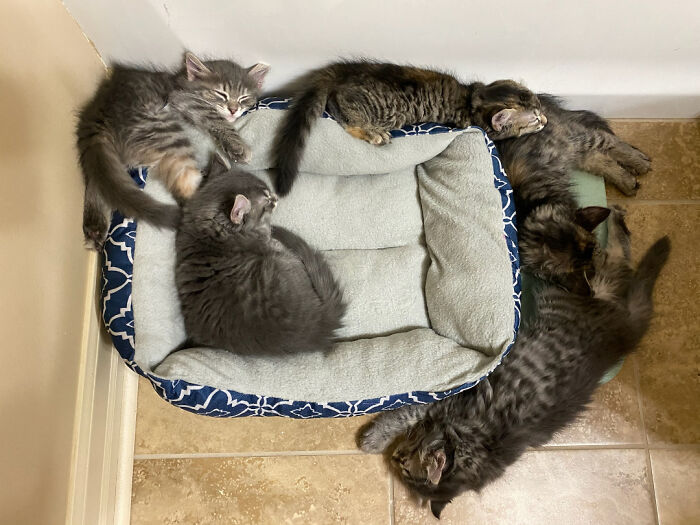 Five gray tabby kittens sleeping and lounging around a pet bed, showcasing funny and cute cat moments online.
