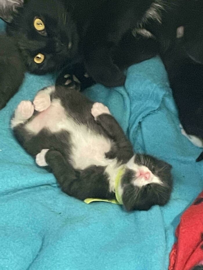 Two adorable cats resting on a blue blanket, one lying on its back, showcasing funny and cute cat moments online.