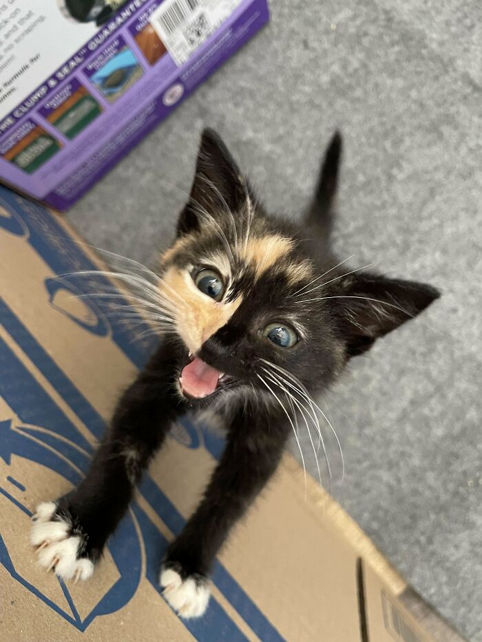 Playful calico kitten with wide eyes and open mouth climbing on a cardboard box, capturing funny cat moments online.