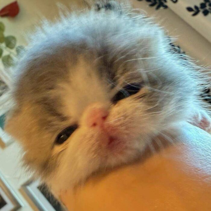 Fluffy close-up of a cat making its owner laugh with a fuzzy face shared online for funny cat moments.