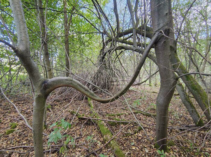 Twisted tree branches and dense forest undergrowth creating a creepy and terrifying scene in the forest environment.