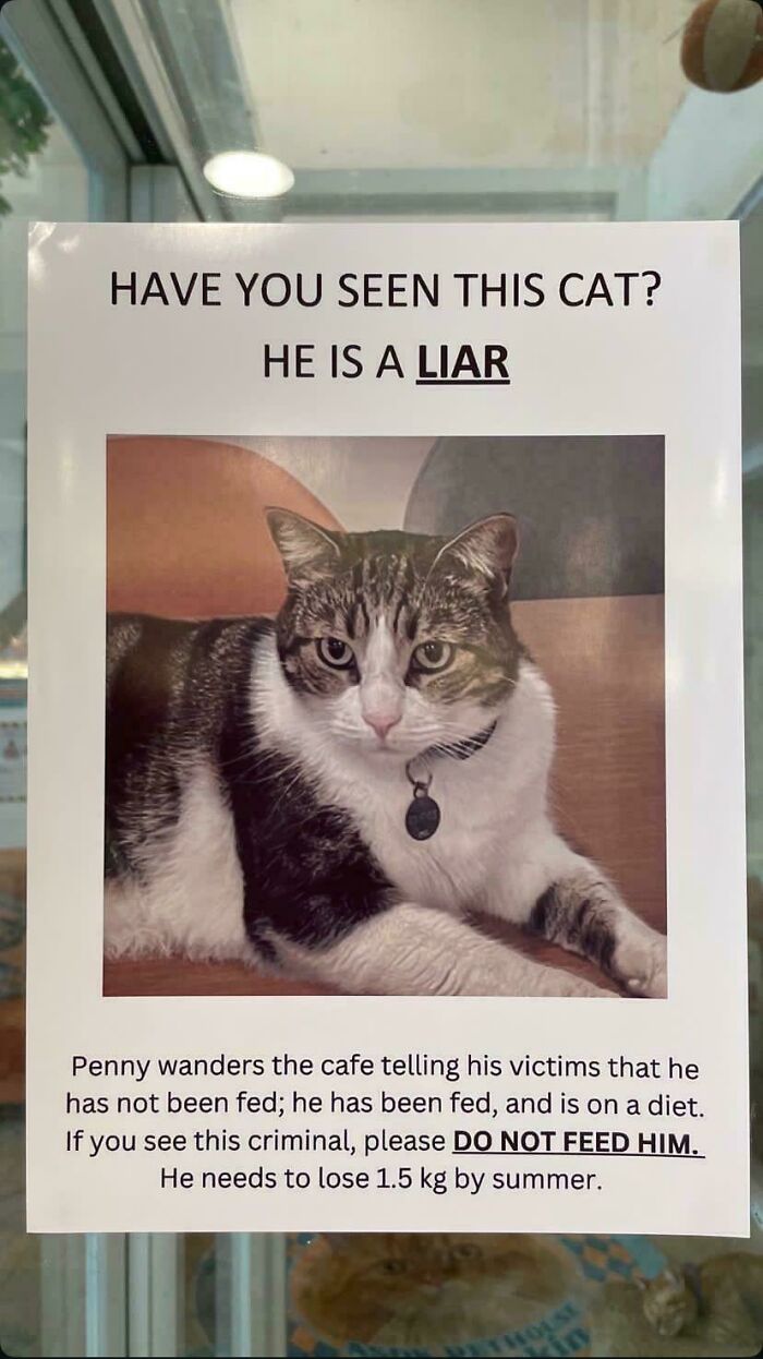 Funny cat poster in a cafe warning visitors about a lying cat on a diet, showcasing cats making owners laugh online.