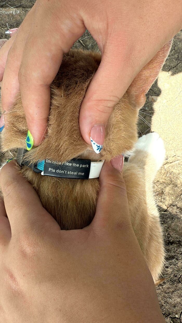 Close-up of a cat wearing a collar with a humorous tag, held gently by hands with colorful nail art outdoors.