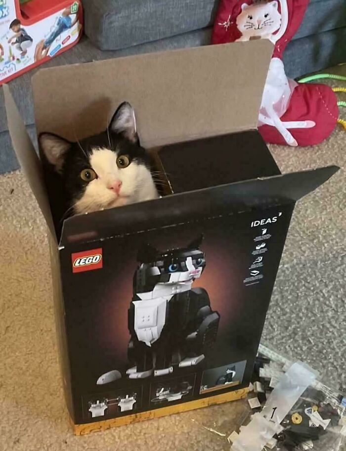Black and white cat sitting inside a LEGO cat box, blending humorously with the cat model image on the packaging.