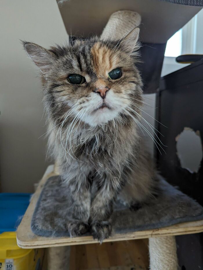 Fluffy cat making its owner laugh, sitting on a cat tree, with expressive eyes and long whiskers indoors.