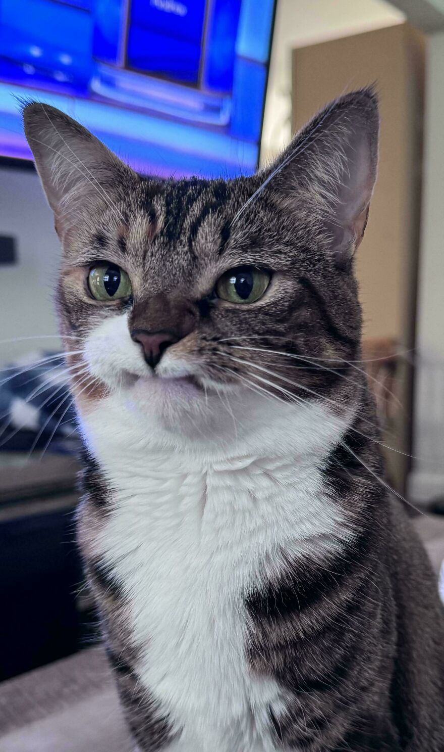 Gato Precious con expresi&oacute;n &uacute;nica un a&ntilde;o despu&eacute;s de perder sus dos colmillos superiores, frente a televisi&oacute;n azul.