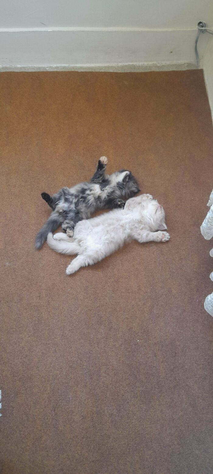 Two cats lying on their backs on a brown carpet, showing funny relaxed poses that made owners laugh.