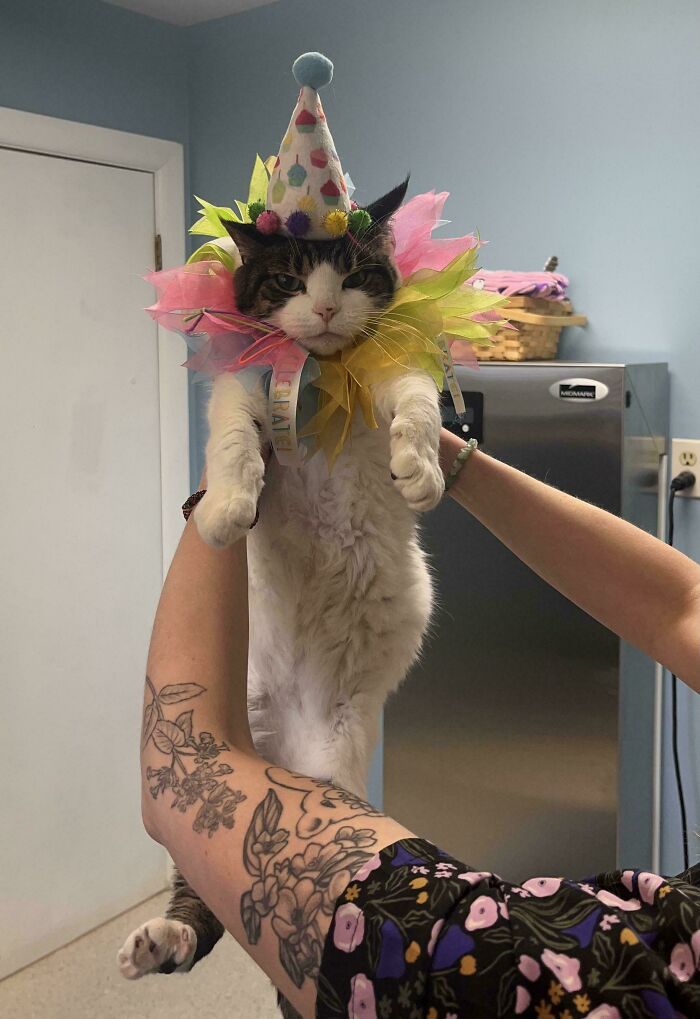 Cat wearing a colorful party hat and collar being held up, showcasing funny moments cats made their owners laugh.
