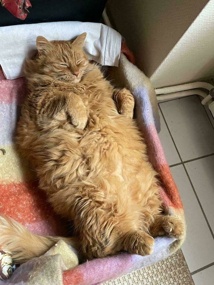Fluffy ginger cat lying on its back, looking relaxed and cozy, capturing a funny moment cat owners love to share online.
